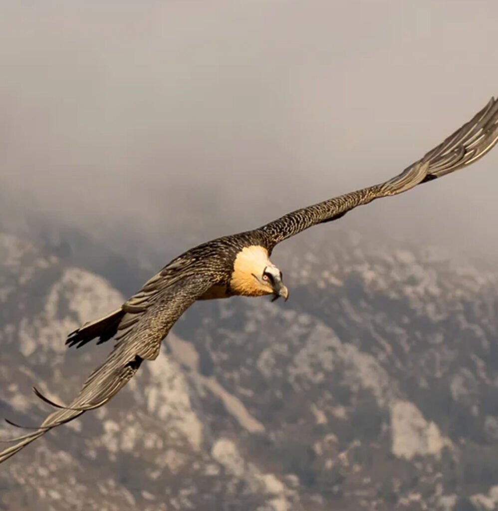 Actividad avistamiento de aves hotel 40 nudos avilés