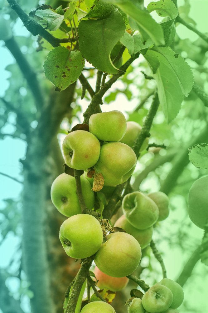 Manzanas para sidra en asturias aviles hotel 40 nudos